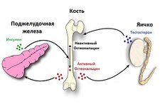 остеокальцин.jpg